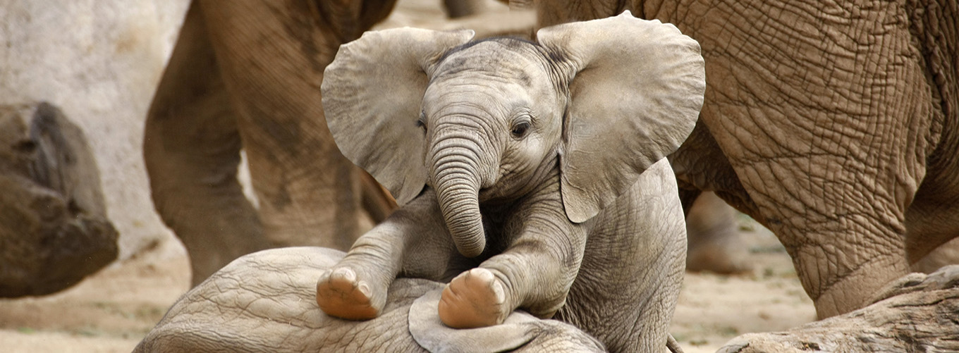 1-_experience_africa_-_baby_elephants_playing_1360x500